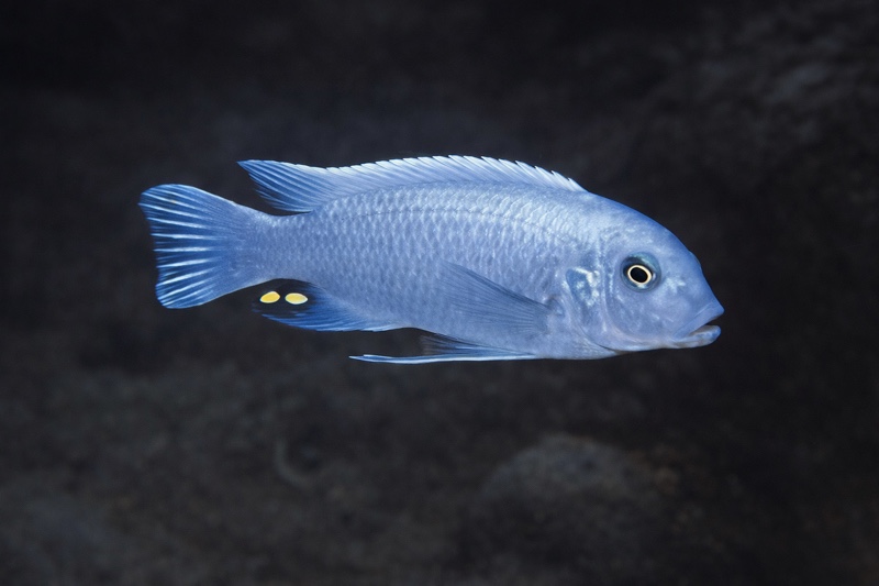 Maylandia callainos 'Nkhata Bay'